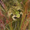 grenouille verte. Pascal Mathias